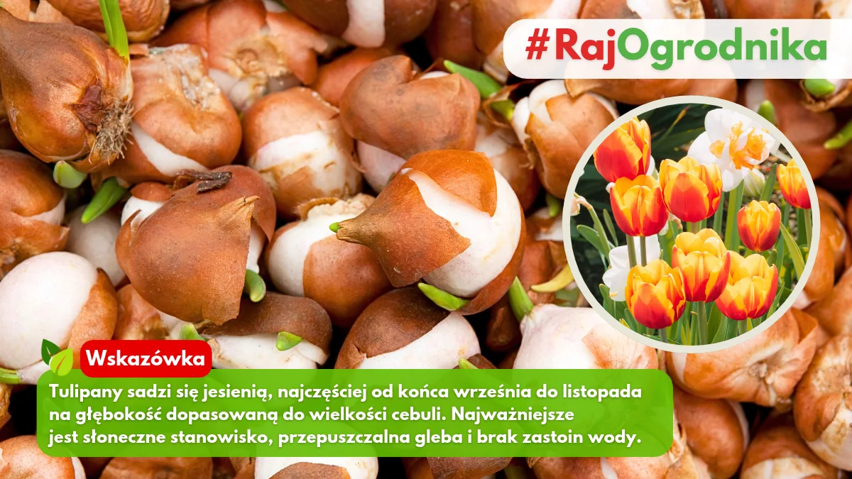 Kiedy najlepiej sadzić cebule tulipanów w ogrodzie blog sklep rajogrodnika